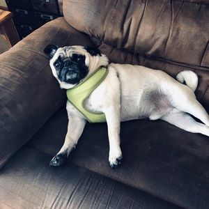 Meet your Posher, Lillian